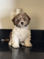 Tiramisu (Terry) , a male Shichon for sale in Joliet, IL – 1 of 5