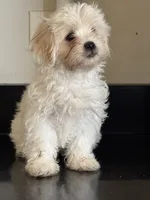 Delilah , a female Shichon for sale in Joliet, IL – 5 of 5