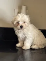 Delilah , a female Shichon for sale in Joliet, IL – 3 of 5