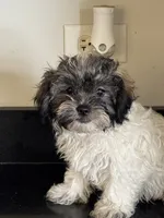 BREMMI , a female Shichon for sale in Joliet, IL – 3 of 5