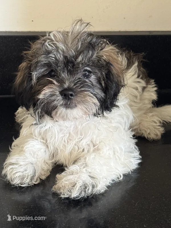BREMMI  – Shichon puppy for sale in Joliet, IL