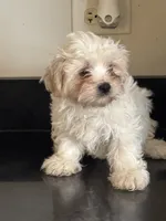 Whitney , a female Shichon for sale in Joliet, IL – 5 of 5