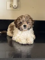 Tiramisu (Terry) , a male Shichon for sale in Joliet, IL – 2 of 5