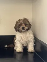 Tiramisu (Terry) , a male Shichon for sale in Joliet, IL – 4 of 5