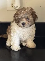 Tiramisu (Terry) , a male Shichon for sale in Joliet, IL – 3 of 5