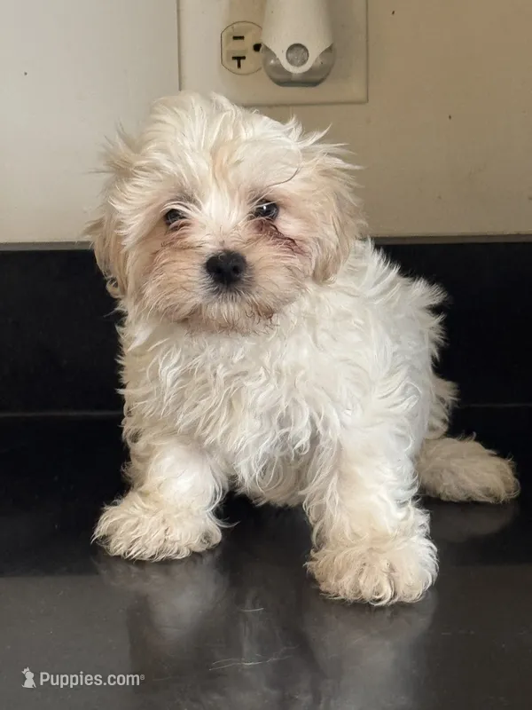 Whitney  – Shichon puppy for sale in Joliet, IL