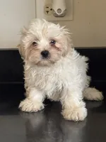 Whitney , a female Shichon for sale in Joliet, IL – 1 of 5