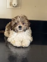 Tiramisu (Terry) , a male Shichon for sale in Joliet, IL – 5 of 5