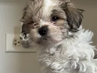 Spike , a male Shichon for sale in Joliet, IL – 3 of 5
