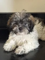 BREMMI , a female Shichon for sale in Joliet, IL – 5 of 5
