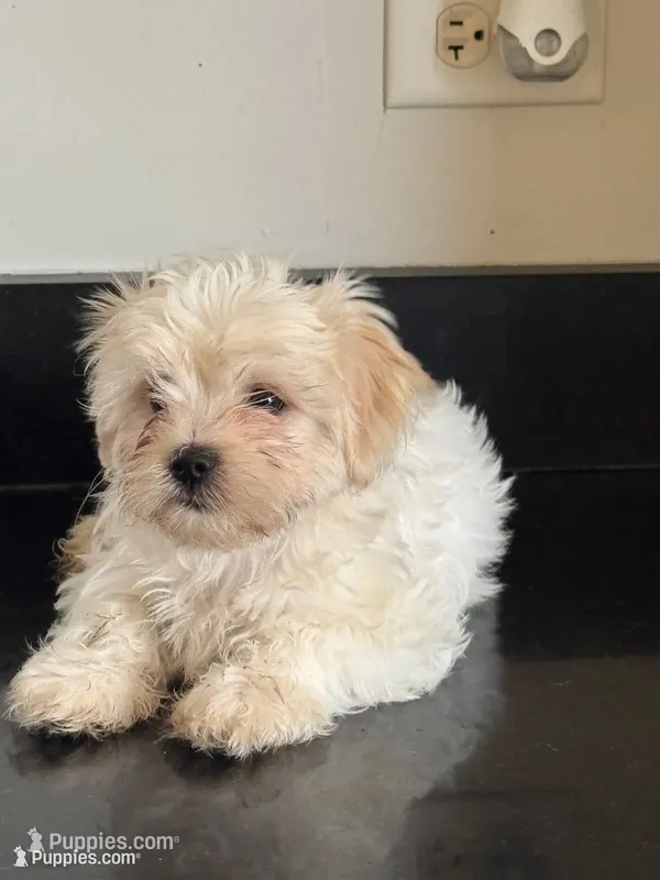 Delilah  – Shichon puppy for sale in Joliet, IL