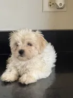 Delilah , a female Shichon for sale in Joliet, IL – 4 of 5