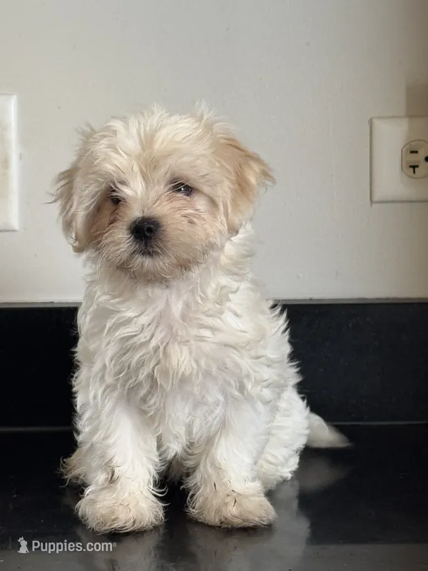 Delilah  – Shichon puppy for sale in Joliet, IL