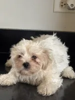 Whitney , a female Shichon for sale in Joliet, IL – 4 of 5