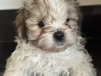 Spike , a male Shichon for sale in Joliet, IL – 4 of 5