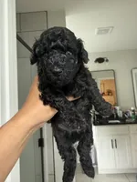 Pumba, a male Poodle - Toy  and Poodle - Miniature  for sale in Hopkinsville, KY – 3 of 6