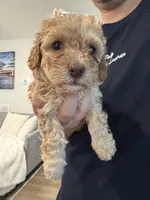 Binky, a female Poodle - Toy  and Poodle - Miniature  for sale in Hopkinsville, KY – 8 of 8