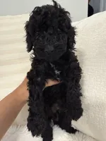 Pumba, a male Poodle - Toy  and Poodle - Miniature  for sale in Hopkinsville, KY – 5 of 6