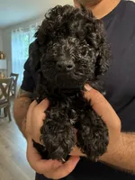 Pumba, a male Poodle - Toy  and Poodle - Miniature  for sale in Hopkinsville, KY – 2 of 6