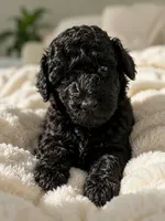 Pumba, a male Poodle - Toy  and Poodle - Miniature  for sale in Hopkinsville, KY – 1 of 6