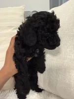 Pumba, a male Poodle - Toy  and Poodle - Miniature  for sale in Hopkinsville, KY – 4 of 6