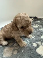 Binky, a female Poodle - Toy  and Poodle - Miniature  for sale in Hopkinsville, KY – 6 of 8