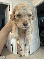 Binky, a female Poodle - Toy  and Poodle - Miniature  for sale in Hopkinsville, KY – 3 of 8