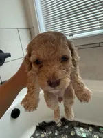 Binky, a female Poodle - Toy  and Poodle - Miniature  for sale in Hopkinsville, KY – 5 of 8