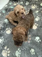 Binky, a female Poodle - Toy  and Poodle - Miniature  for sale in Hopkinsville, KY – 4 of 8