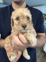 Binky, a female Poodle - Toy  and Poodle - Miniature  for sale in Hopkinsville, KY – 1 of 8