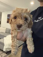 Binky, a female Poodle - Toy  and Poodle - Miniature  for sale in Hopkinsville, KY – 7 of 8