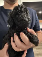 Pumba, a male Poodle - Toy  and Poodle - Miniature  for sale in Hopkinsville, KY – 6 of 6
