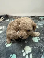 Binky, a female Poodle - Toy  and Poodle - Miniature  for sale in Hopkinsville, KY – 2 of 8