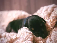 European Doberman - Blue Collar, a male Doberman Pinscher for sale in Ashland, KY – 6 of 7