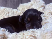 European Doberman - Gray Collar, a male Doberman Pinscher for sale in Ashland, KY – 4 of 7