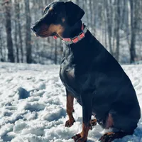 Raven (European Doberman), a female Doberman Pinscher for sale in Ashland, KY – Photo 3 of 8