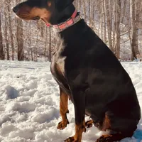 Raven (European Doberman), a female Doberman Pinscher for sale in Ashland, KY – Photo 6 of 8