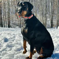 Raven (European Doberman), a female Doberman Pinscher for sale in Ashland, KY – Photo 5 of 8