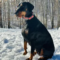 Raven (European Doberman), a female Doberman Pinscher for sale in Ashland, KY – Photo 7 of 8