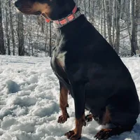 Raven (European Doberman), a female Doberman Pinscher for sale in Ashland, KY – Photo 2 of 8