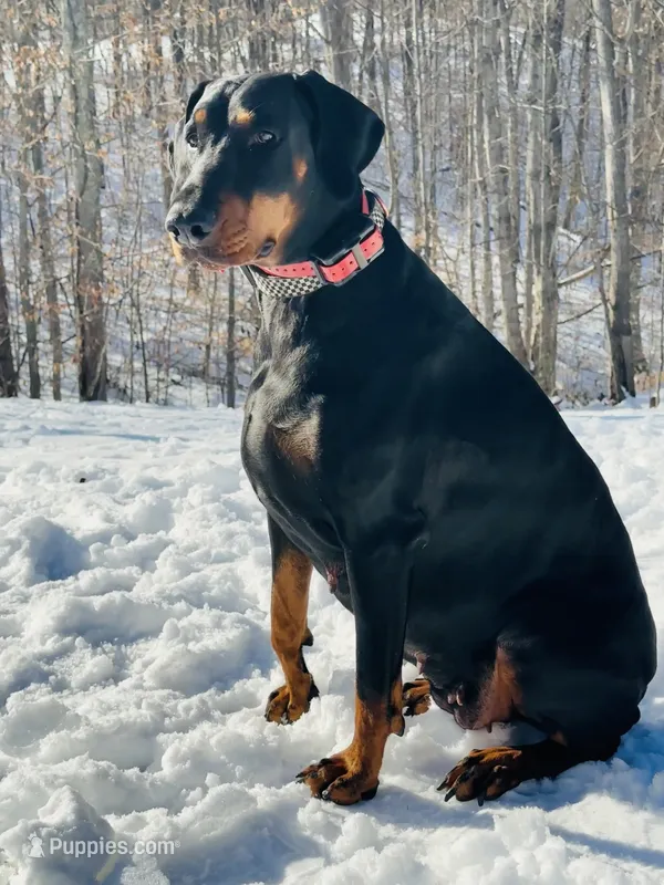 Raven (European Doberman)