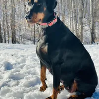 Raven (European Doberman), a female Doberman Pinscher for sale in Ashland, KY – Photo 1 of 8