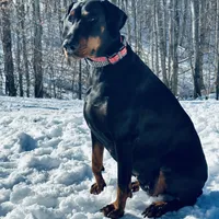 Raven (European Doberman), a female Doberman Pinscher for sale in Ashland, KY – Photo 4 of 8
