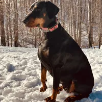 Raven (European Doberman), a female Doberman Pinscher for sale in Ashland, KY – Photo 8 of 8