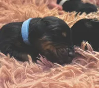 European Doberman Male (Blue Collar), a male Doberman Pinscher for sale in Ashland, KY – 2 of 4