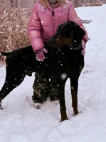 Doberman - Birdseye, a male Doberman Pinscher for sale in Ashland, KY – Photo 4 of 4