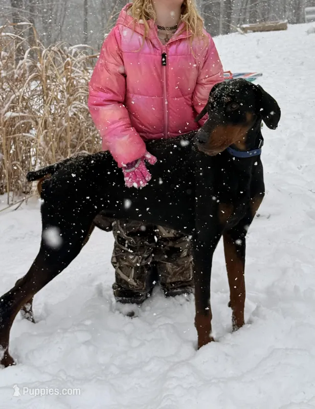Doberman - Birdseye, a male Doberman Pinscher for sale in Ashland, KY – Photo 1 of 4