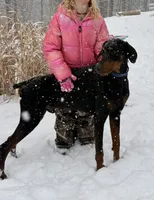 Doberman - Birdseye, a male Doberman Pinscher for sale in Ashland, KY – Photo 1 of 4