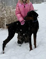 Doberman - Birdseye, a male Doberman Pinscher for sale in Ashland, KY – Photo 2 of 4