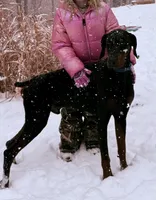 Doberman - Birdseye, a male Doberman Pinscher for sale in Ashland, KY – Photo 3 of 4